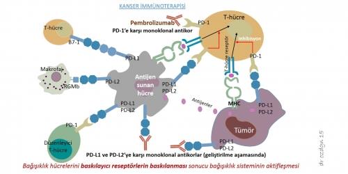 Ruolo dell' oncologo nei tumori infiltranti o localmente avanzati IMMUNOTHERAPY FOR BLADDER CANCER 2) Checkpoint Inhibitors/Immune Modulators Pembrolizumab (Keytruda, MK-3475): A PD-1 Antibody Non