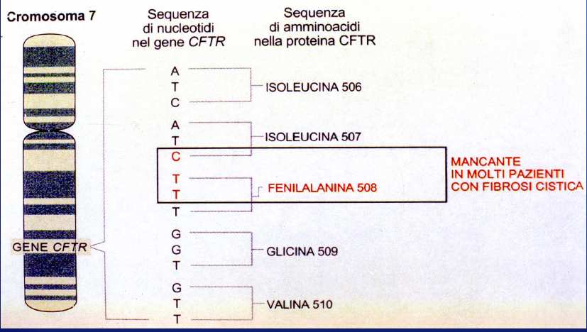 Basi genetiche Malattia monogenica, autosomica, recessiva Basi genetiche La FC è causata da una sintesi difettosa della proteina CFTR (trasportatore di membrana di Na+ e Cl-)