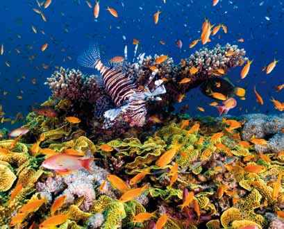 MAR ROSSO Ha una superficie di 43.000 km2 e prende il nome da un tipo di alga color rosso che raramente appare in larga quantità in superficie sulle sue acque.