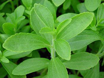 SALVIA SCLAREA (Salvia sclarea l.) alt: 100cm. Pianta erbacea con fusto eretto e grandi foglie con leggera peluria. Predilige un'esposizione in pieno sole.