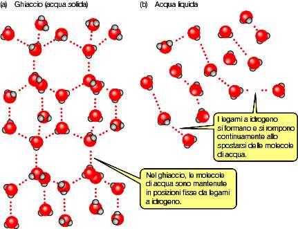 Conseguenze del legame idrogeno Minor densità dell acqua solida.