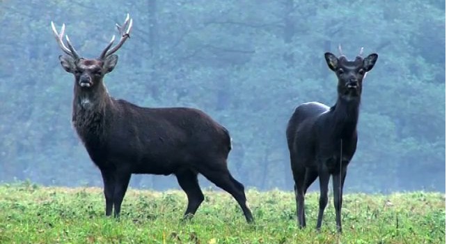 ORIGINE DEL CERVO SIKA Originario del sud-est asiatico ( 鹿 shika in giapponese significa cervo) il Cervo Sika (Cervus nippon) in passato era massicciamente presente in tutta l'asia orientale