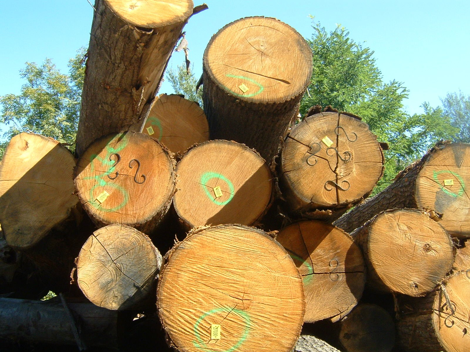 Introduzione Il presente documento fa parte delle azioni previste dal progetto finanziato dal Settore Politiche Forestali della Regione Piemonte Valorizzazione legname di castagno piemontese.