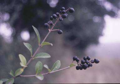 Ligustrum