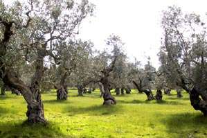 Olea Olea europaea, olivo Al genere Olea appartengono 20 specie, diffuse nei climi tropicali o subtropicali, ma solo l'olivo produce frutti commestibili. La domesticazione dell olivo.