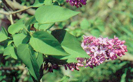 Syringa Syringa vulgaris, Lillà Morfologia Arbusto caducifoglio alto 2-6 m, con foglie opposte, picciolate, a lamina acuminata, ovatocuoriforme, di 5-7 x 6-9 cm, verde-scuro.