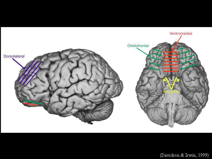 Corteccia