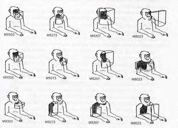 Fig 2. Campi recettivi tattili e visivi di neuroni bimodali in F4.