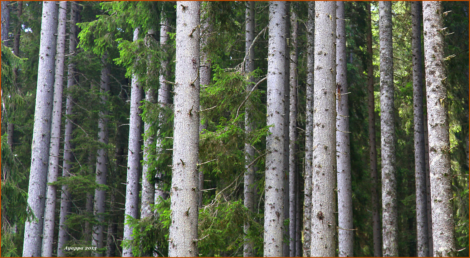 5.4 La stima del volume di un bosco Fustaia coetanea di Abete rosso (Picea abies) Raccolti ed elaborati i dati dendrometrici si passa al calcolo del volume del nostro bosco.