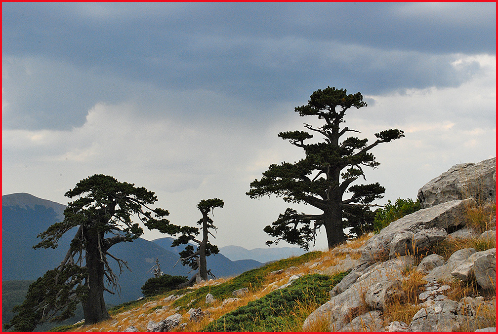 6. Le Aree Naturali Protette nel dettaglio Pinus leucodermis nel Parco Nazionale del Pollino 6.