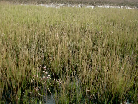 Spartina maritima (Curtis) Fernald Sinonimi Spermatophyta ( piante a seme) Poales Graminaceae Spartina Spartina maritima (Curtis) Fernald Spartina stricta [Aiton] Roth spartina Geofita rizomatosa dai