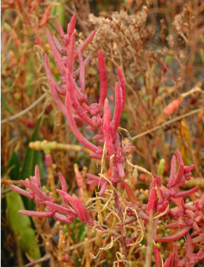 Suaeda maritima (L.) Dumort Spermatophyta (piante a seme) Chenopodiaceae Suaeda Suaeda maritima (L.