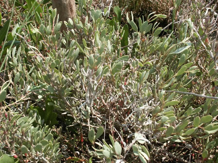 Halimione portulacoides (L.