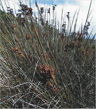 Juncus maritimus Lam. Spermatophyta ( piante a seme) Liliopsida (monocotiledoni) Juncales Juncaceae Juncus Juncus maritimus Lam.