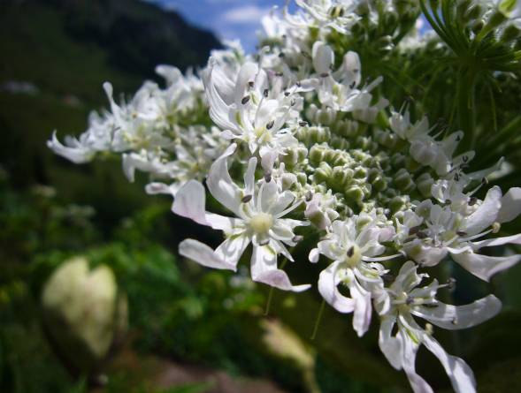 5. PANACE DI MANTEGAZZI (Heracleum mantegazzianum) Anche i focolai di panace di Mantegazzi aumentano di anno in anno.