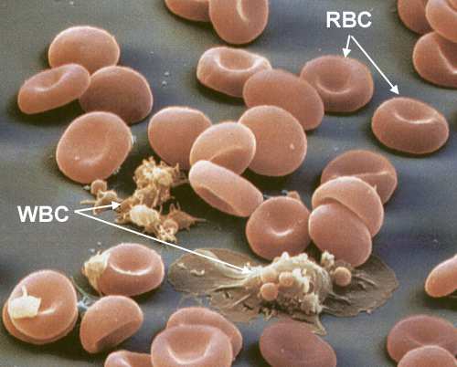 L emocromo IL SANGUE Il sangue è formato da una sospensione di cellule (elementi figurati) in un liquido chiamato plasma Le cellule del sangue sono prodotte nel midollo osseo e negli organi linfatici