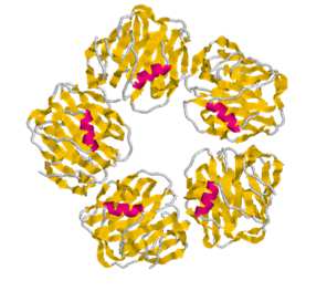 La Proteina C Reattiva (PCR) E una molecola di riconoscimento che possiede la proprietà di formare legami specifici calcio-dipendenti con molti substrati agisce come opsonina per batteri, parassiti e