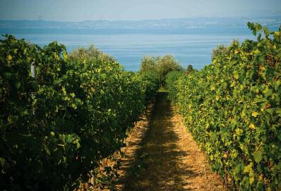 Fonte: Consorzio tutela Vini Bardolino Doc BARDOLINO - Produzione media di uva in quintali per ettaro: 125 - Produzione di uva in quintali: 359.524 - Produzione di vino in ettolitri: 242.