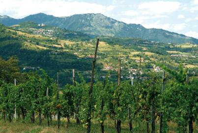 Si ringraziano per le foto i Consorzi: Colli di Conegliano, Colli Euganei (Livio Sinigaglia), Bagnoli (Francesco Veronese), Conegliano Valdobbiadene, Prosecco, Vini del Piave, Bardolino,