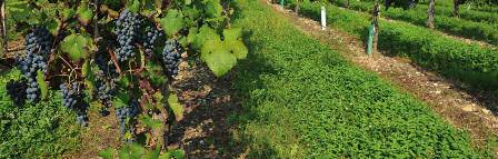 LISON PRAMAGGIORE - Produzione media di uva in quintali per ettaro: 125 - Produzione di uva in quintali: 93.951 - Produzione di vino in ettolitri: 65.