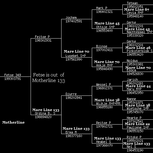 - Tsjerk 328 (Feitse 293 P x Nanne 197): figlio di Feitse 293 P, nipote di Jochem 259 Pref. Da parte di madre ritroviamo in lui la linea di Age 168.