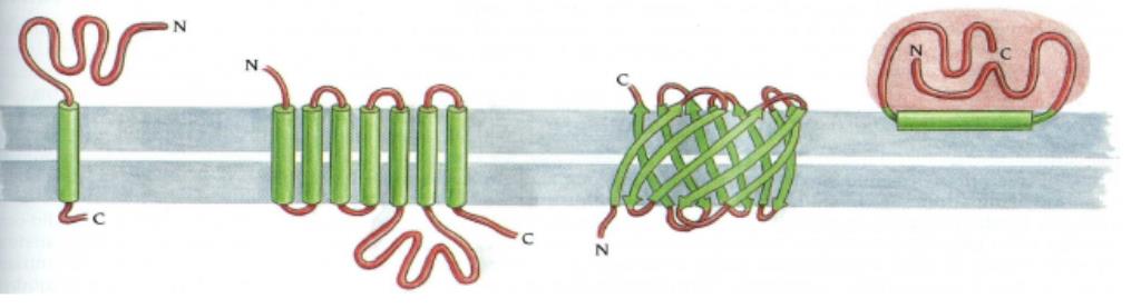 La funzione di ogni membrana biologica è determinata principalmente dall insieme di proteine integrali incorporate e dalle proteine periferiche collegate alla superficie della membrana L'attività di