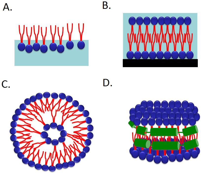 Ricostituzione di proteine di membrana in sistemi modello