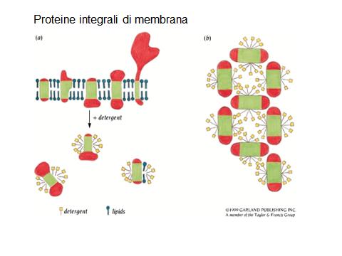 Le proteine sono considerate solubilizzate dalle membrane se sono presenti nel supernatante dopo il trattamento con il detergente e dopo una centrifugazione a 100,000g Il processo di solubilizzazione