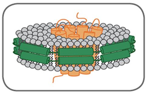 Nanodischi Doppio strato di fosfolipidi tenuto insieme da proteine di membrana scaffold (MSP).