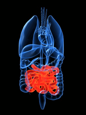 INTESTINO TENUE! Nell intestino tenue si completa la trasformazione chimica del cibo, grazie all intervento di diversi succhi:!