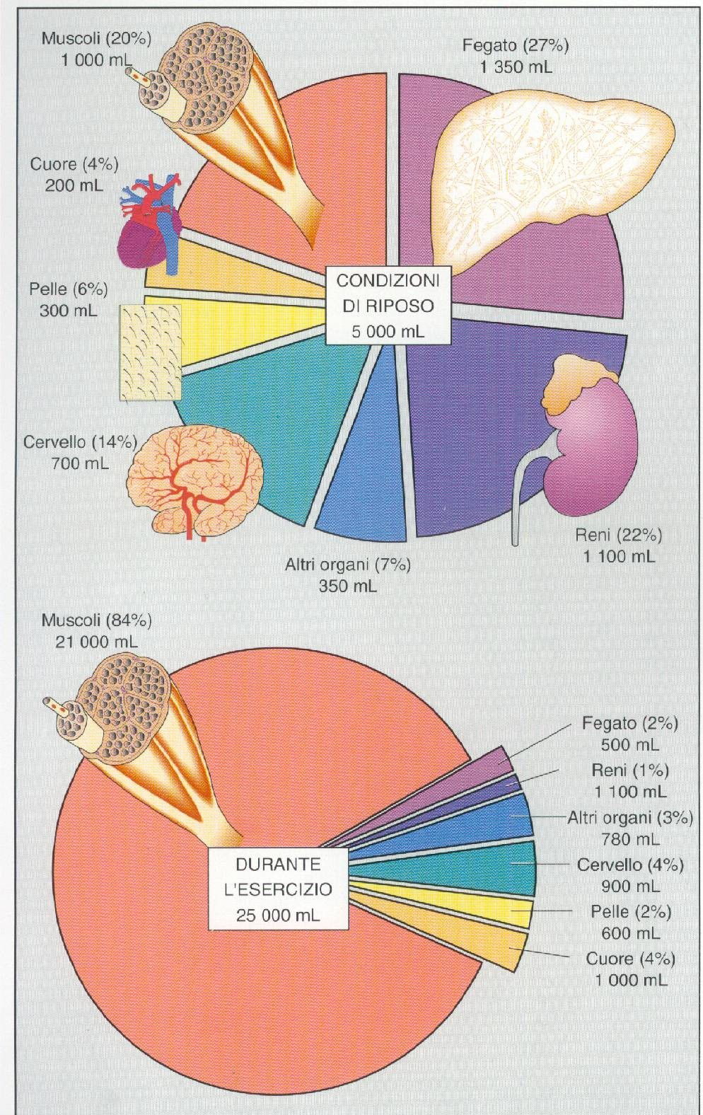 Distribuzione della GC a