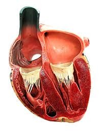 Meccanismi generali della cardiomegalia Stimolo meccanico: