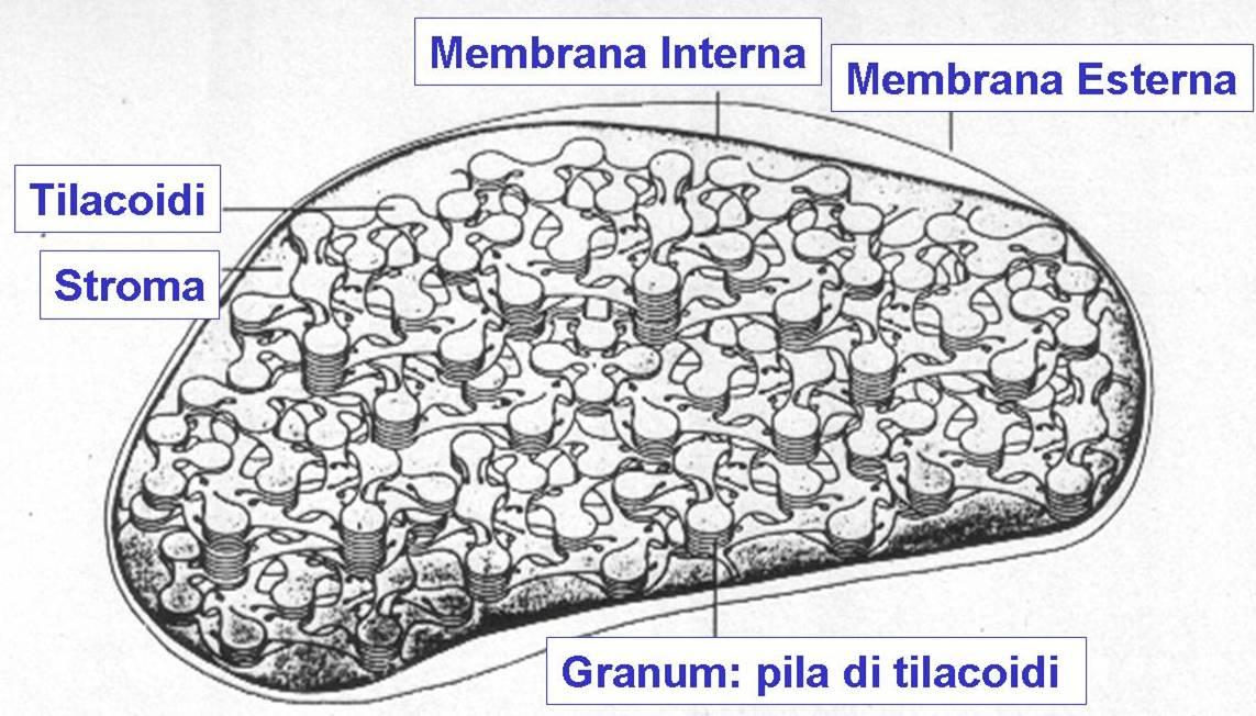 Struttura