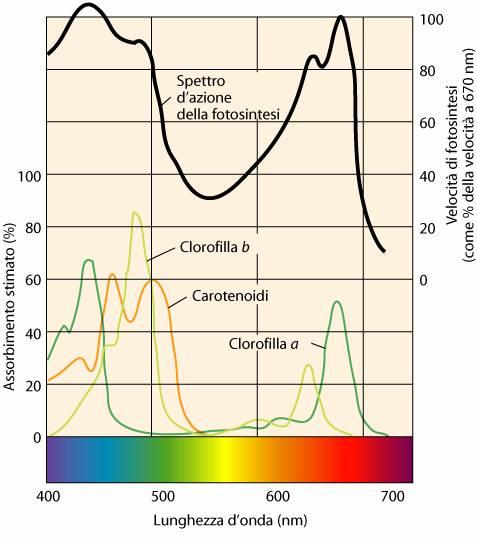 Spettro di assorbimento dei pigmenti I plastidi contengono pigmenti: sostanze in grado di assorbire la luce Nei cloroplasti i pigmenti implicati nella