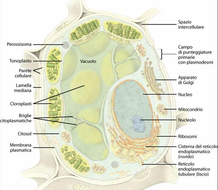 Disposizione dei cloroplasti nelle cellule Si dispongono generalmente con la superficie più ampia parallela alla