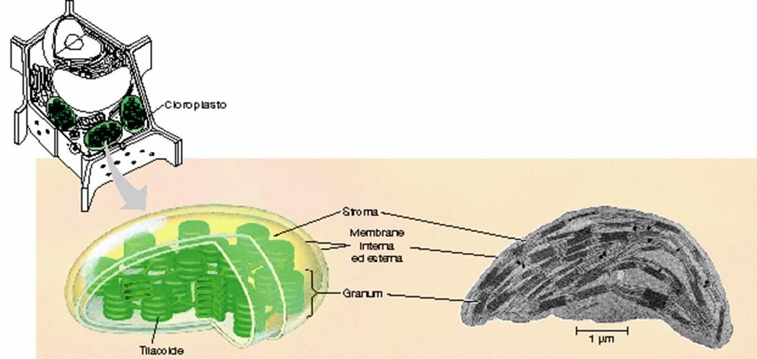 Struttura