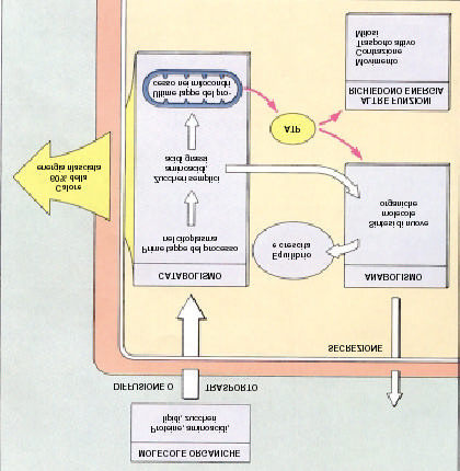 15. Metabolismo cellulare Le cellule ricavano Molecole organiche dai fluidi extracellulari e le spezzano per ottenere ATP.