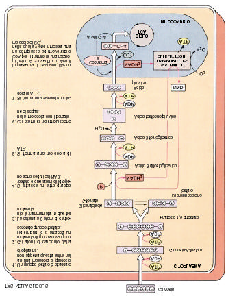 16. Glicolisi La glicolisi spezza una molecola di glucosio a 6 atomi di carbonio.