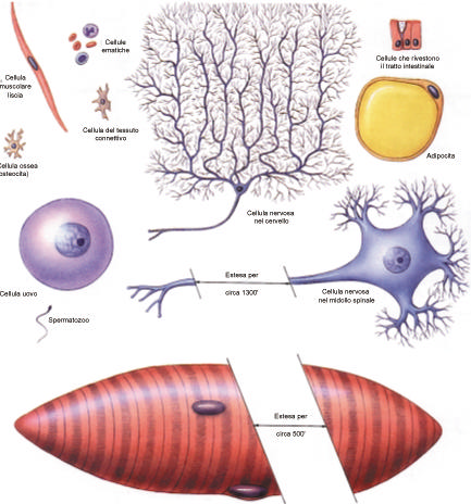 1. La diversità delle cellule nel corpo umano Le cellule del corpo hanno molte differenti forme ed una