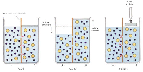 5. Osmosi Fase 1: due soluzioni contenenti diverse concentrazioni di soluti sono separate da una membrana selettivamente permeabile.
