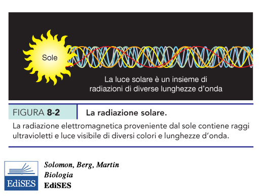 Oltre ai cloroplasti, plastidi fotosintetici, le piante possiedono una varietà di plastidi non fotosintetici, localizzati in tessuti e organi specifici.