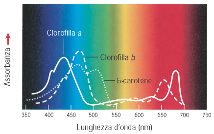 Modello dell organizzazione tridimensionale dei tilacoidi nel cloroplasto delle piante.