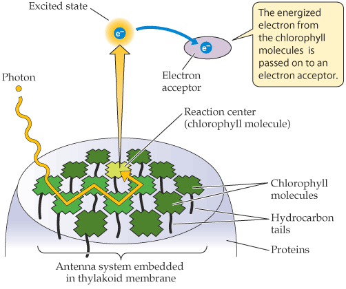 Il complesso antenna è detto così perché i pigmenti catturano l energia solare e la trasferiscono al centro di reazione.
