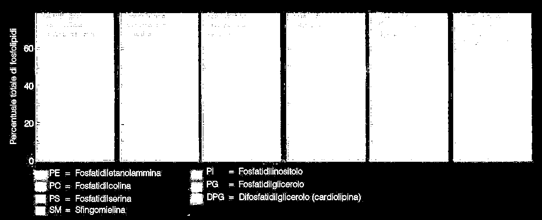 fotosistemi I e II, dell ATP-sintetasi e componenti di complessi multienzimatici.