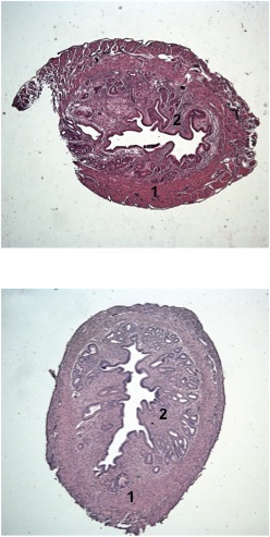 Controllo Cellule LAM/TSC Figura 17: Colorazione con ematossilina-eosina di sezioni di utero di un animale