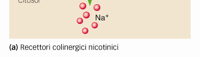 Sinapsi eccitatoria, attraverso il canale si verifica un intensa corrente in entrata di Na + e una più debole