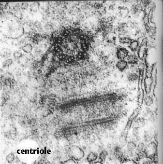 Citologia BCM /BU Formazione dei microtubuli La formazione dei microtubuli avviene in un area denominata MTOC o centro organizzatore dei microtubuli I microtubuli sono polarizzati con una parte