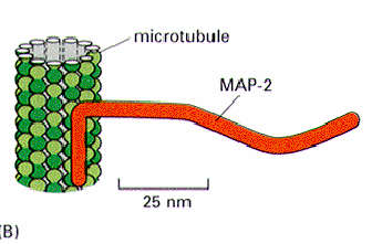 Citologia BCM /BU Movimento intracellulare Due MAP motrici sono ad esempio le chinesine e la dineina, due proteine che fanno da ponte fra i microtubuli e le vescicole
