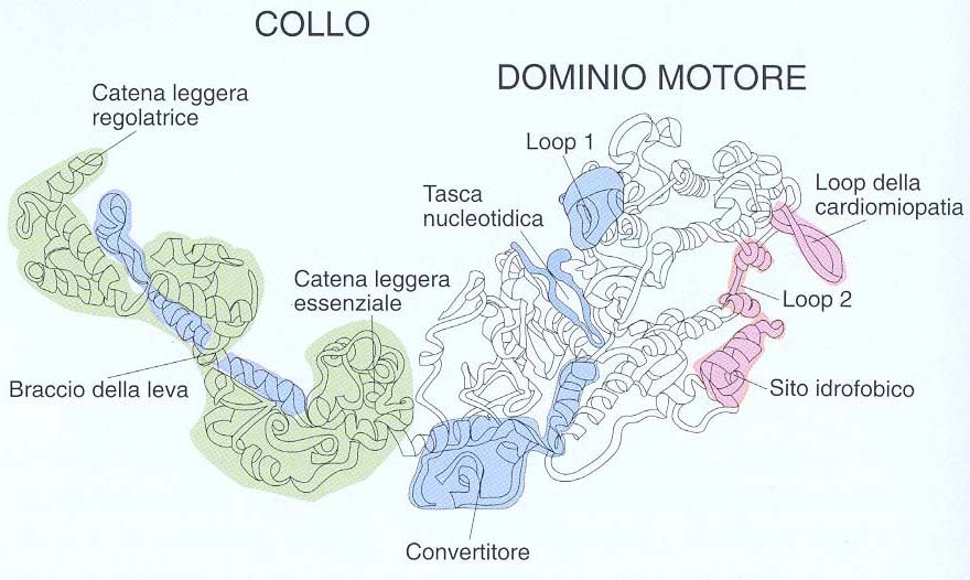 Ogni frammento S1 della testa della miosina ha due regioni: il collo che è in continuità con la coda che contiene le