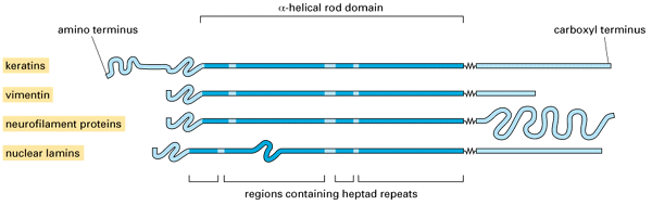 le proteine degli IF sono fibrose e sono caratterizzate da un dominio centrale ad alfa elica, a bastoncello formato da circa